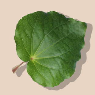 Kawakawa Extract